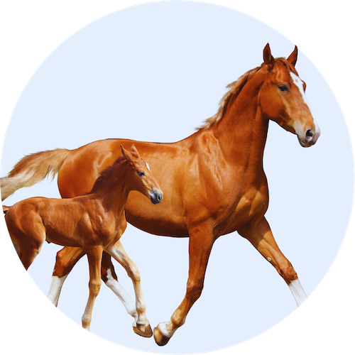 Tenyésztés