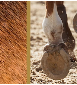 Ősszel a biotin szerepe a lovak egészségéért